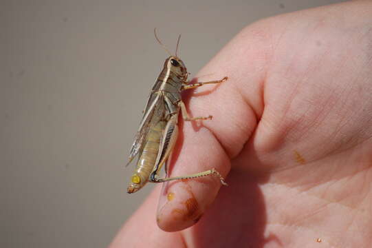 Image of Two-Striped Grasshopper