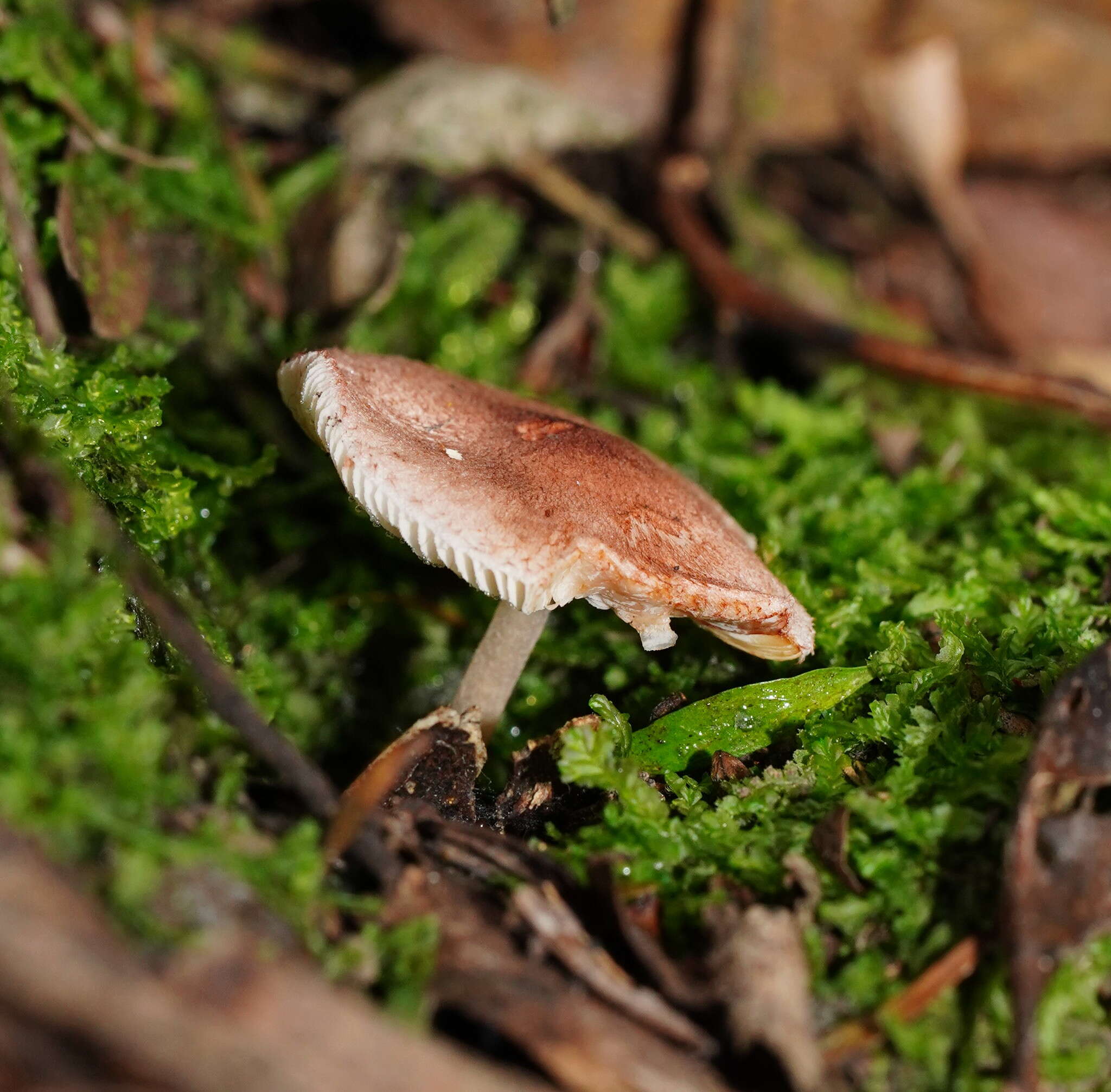 Plancia ëd Lepiota haemorrhagica Cleland 1931