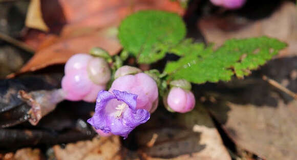 Strobilanthes heyneanus Nees resmi