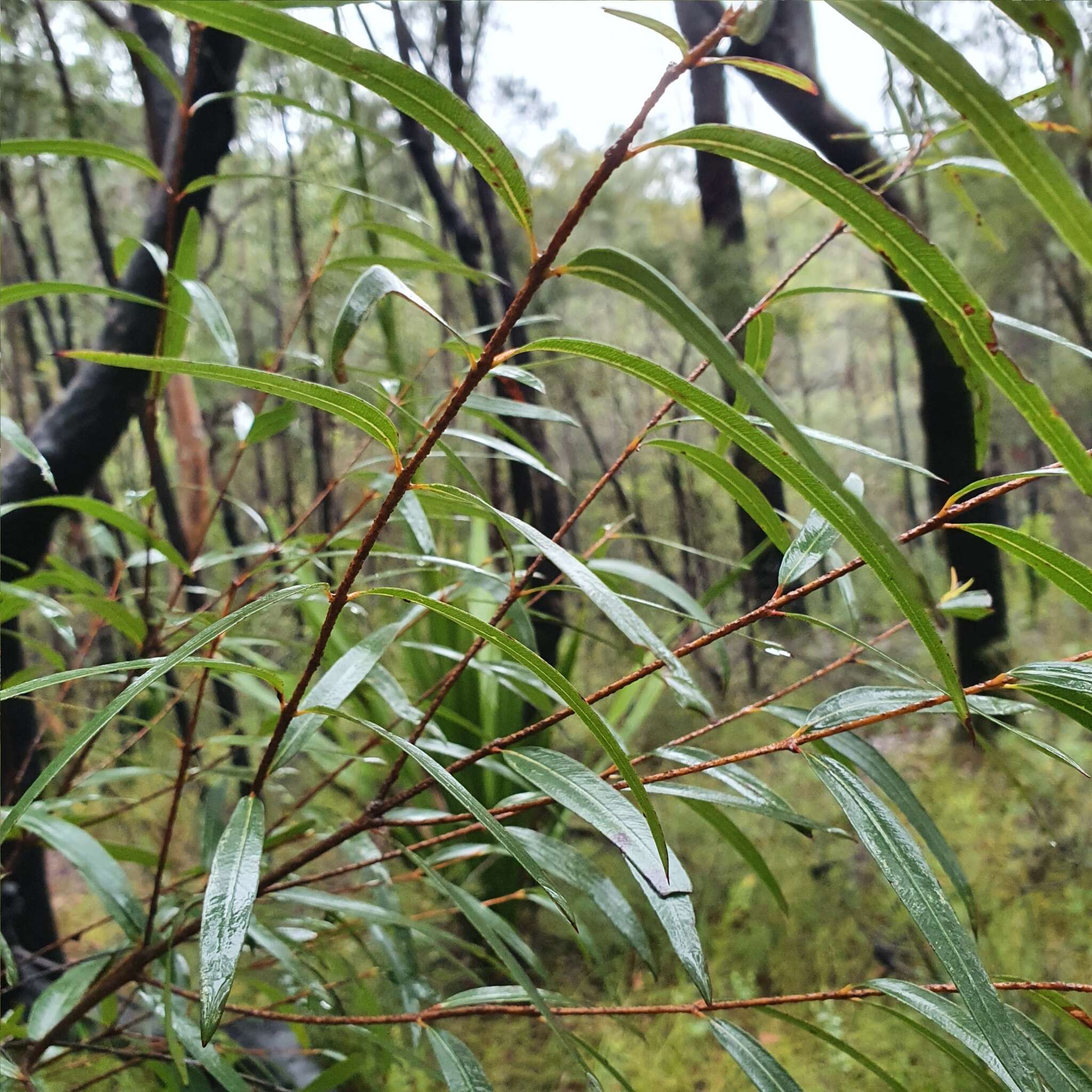 Image of Angophora bakeri E. C. Hall