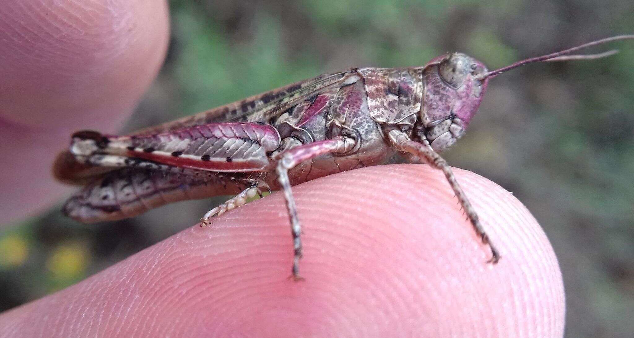 Imagem de Epacromius coerulipes (Ivanov 1888)