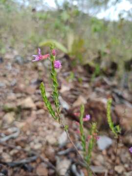 Imagem de Cuphea linarioides Cham. & Schltdl.