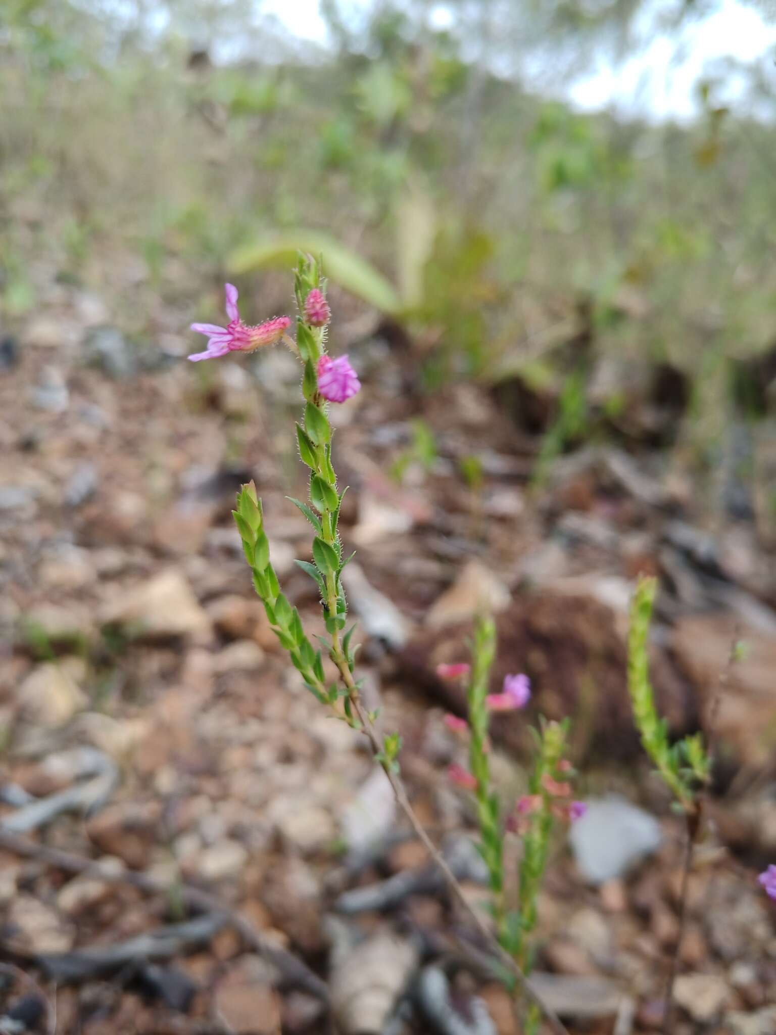 Image of Cuphea linarioides Cham. & Schltdl.