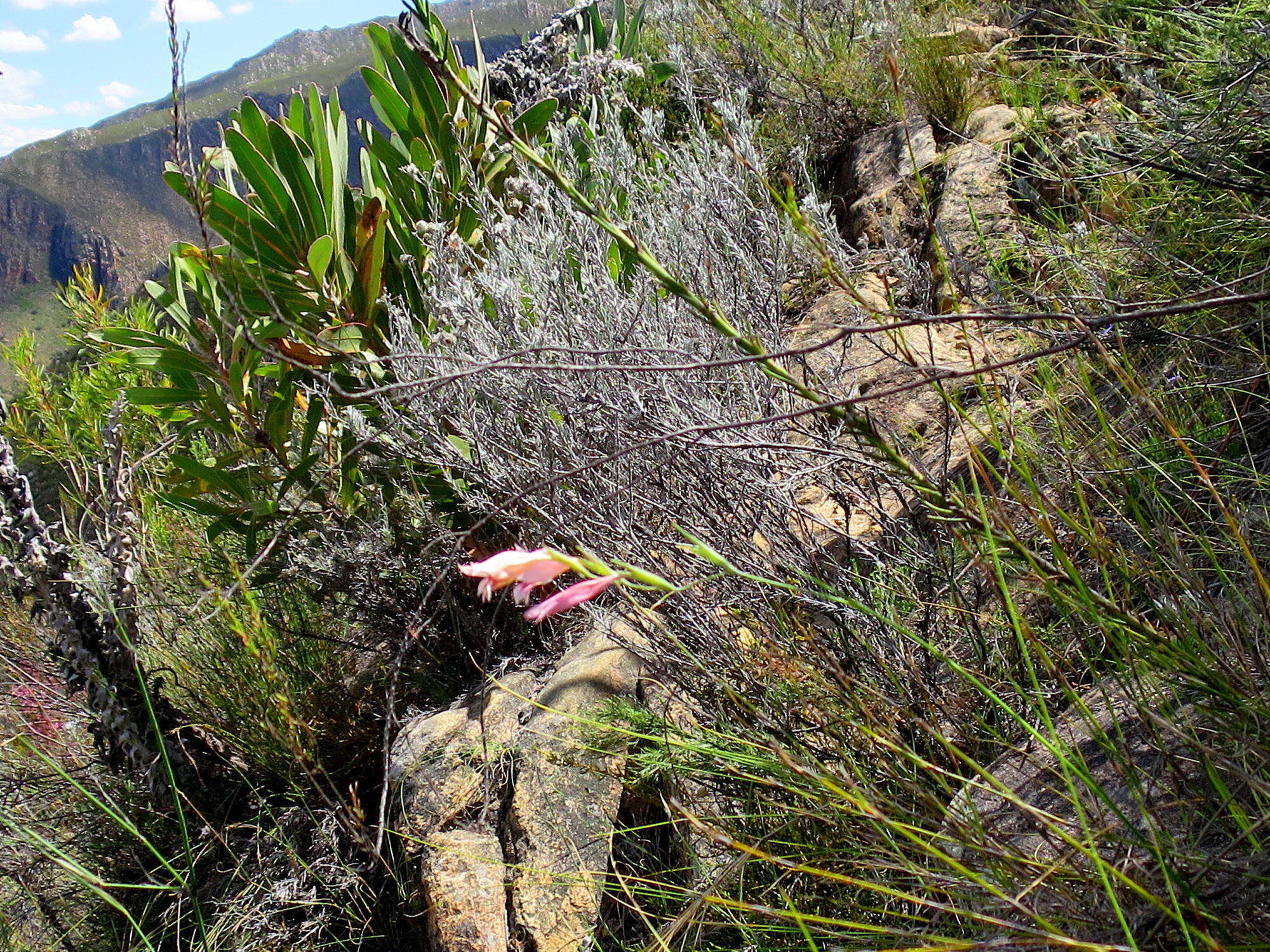 Plancia ëd Gladiolus nigromontanus Goldblatt