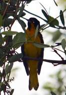 Image of Black-backed Oriole