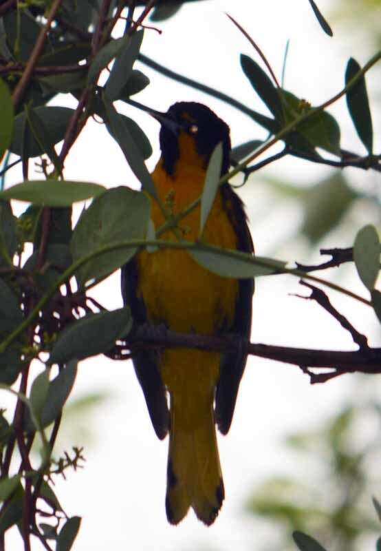 Image of Black-backed Oriole