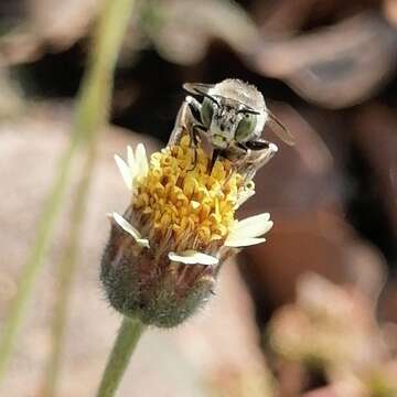 Image of Anthophora squammulosa Dours 1869