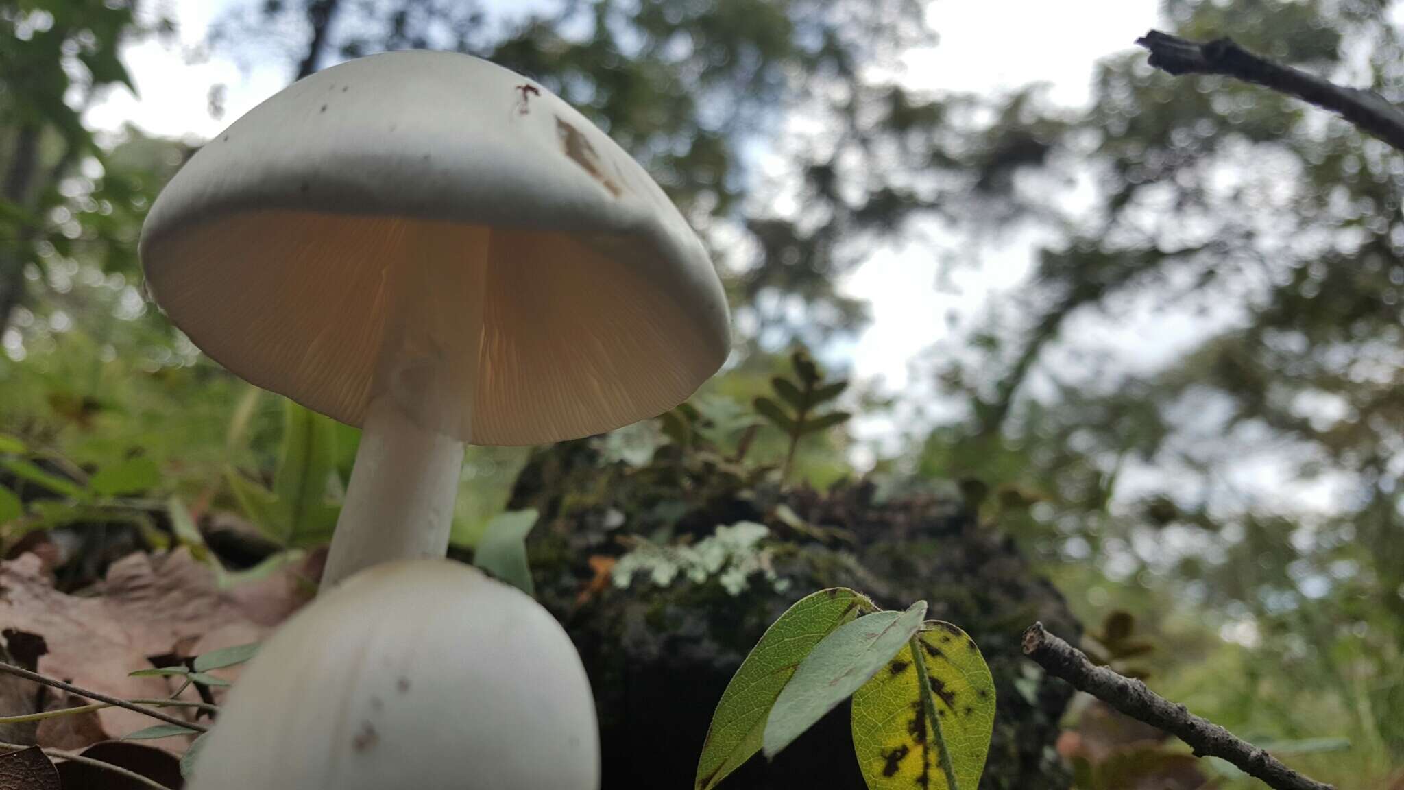 Image of Amanita bisporigera G. F. Atk. 1906