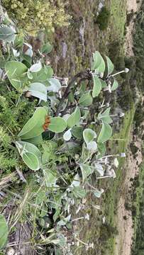 Image of Pachystegia insignis (Hook. fil.) Cheesem.