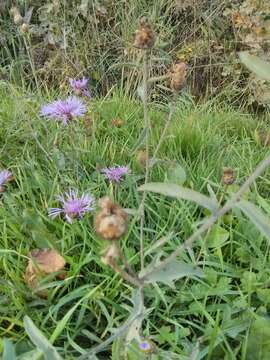 Image of brown knapweed