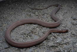 Image of Peters' Odd-scaled Snake