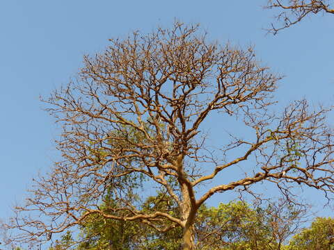 Lagerstroemia microcarpa Wight的圖片