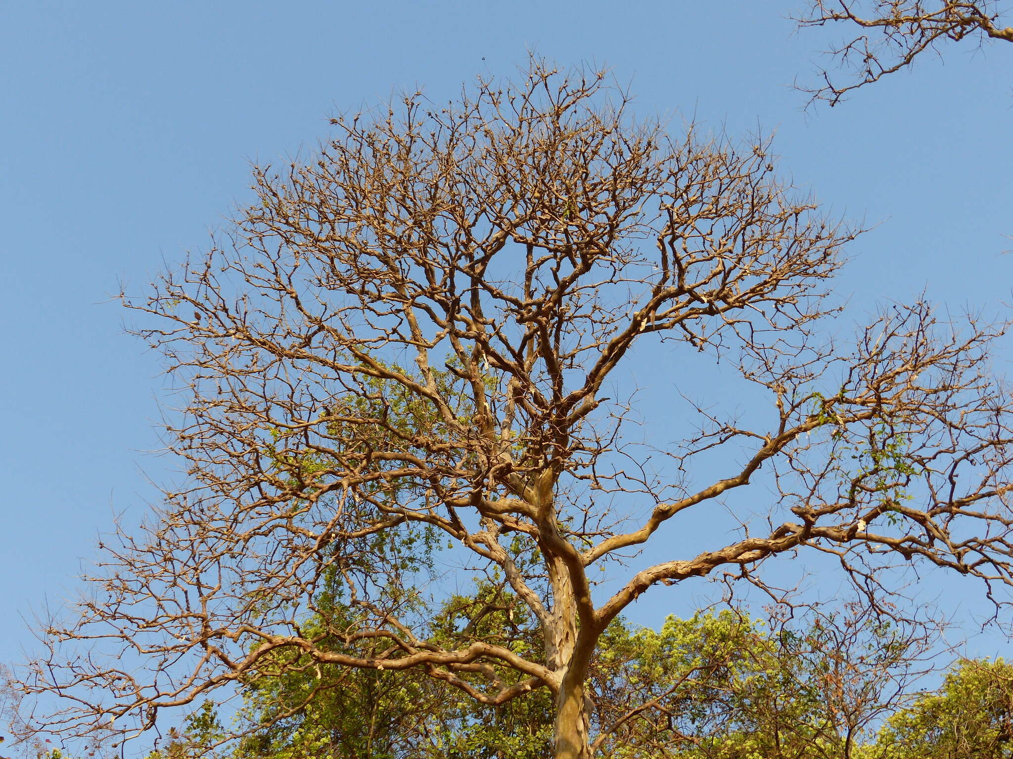 Plancia ëd Lagerstroemia microcarpa Wight