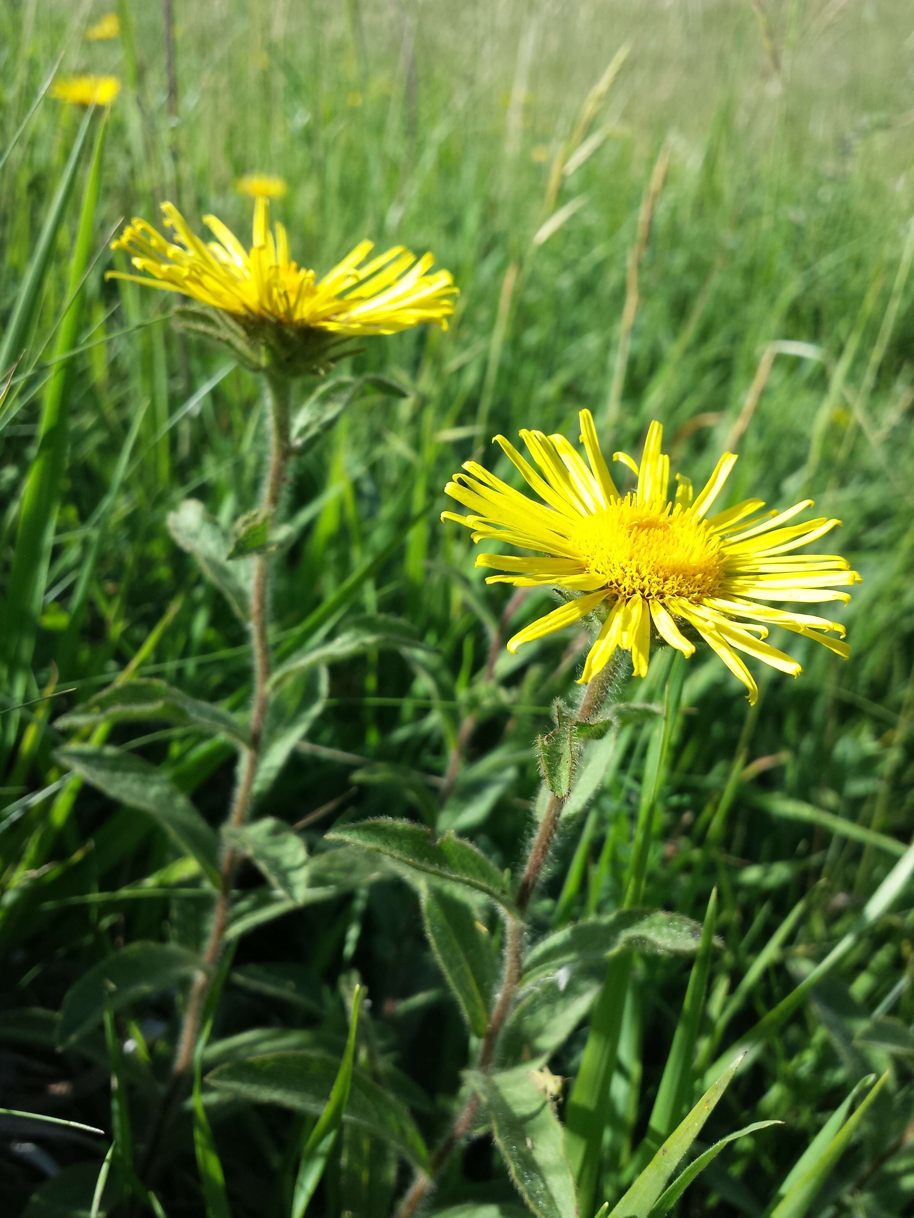 Image of Inula hirta