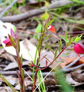 Image of Pimelea linifolia subsp. linifolia