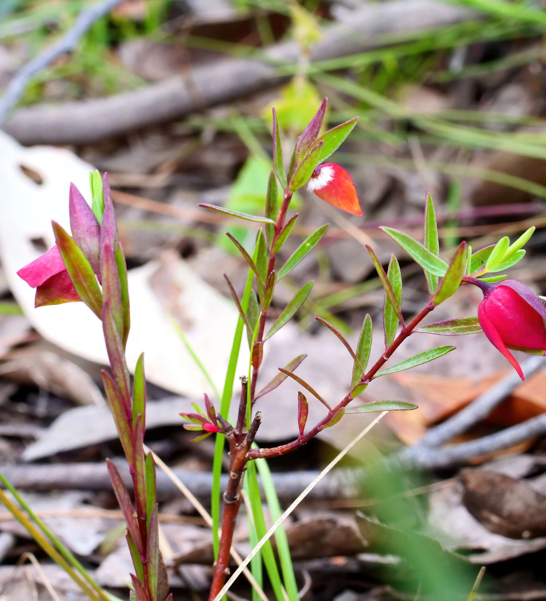 Image of Pimelea linifolia subsp. linifolia