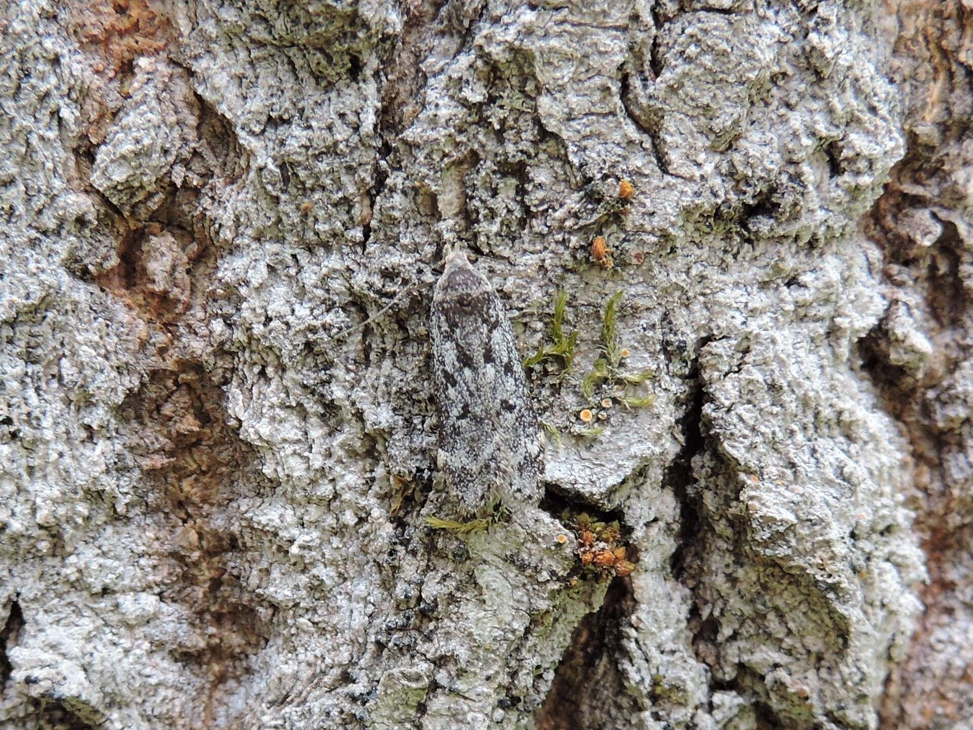 Image of Poplar leafroller