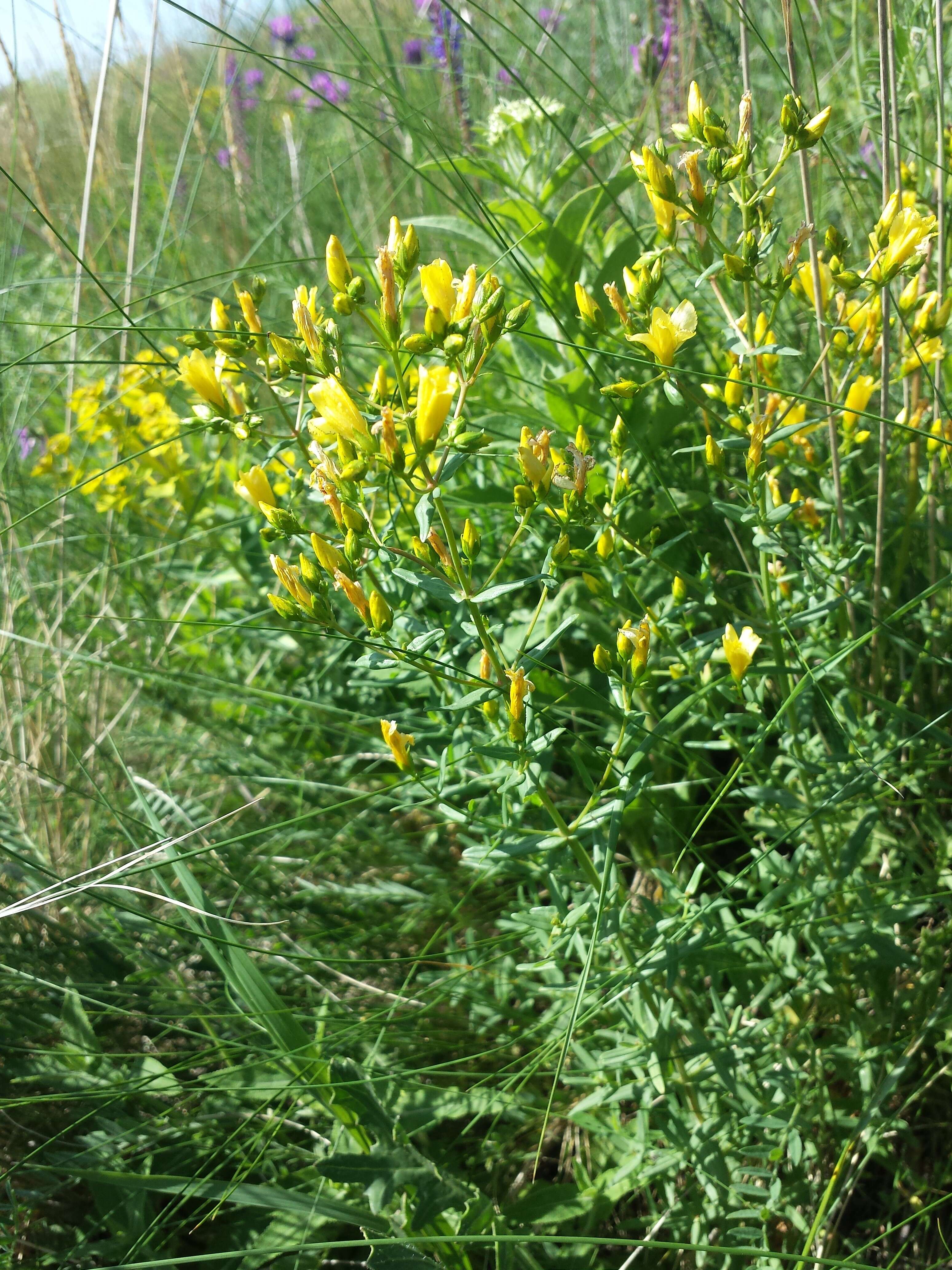 Image of Hypericum elegans Steph. ex Willd.