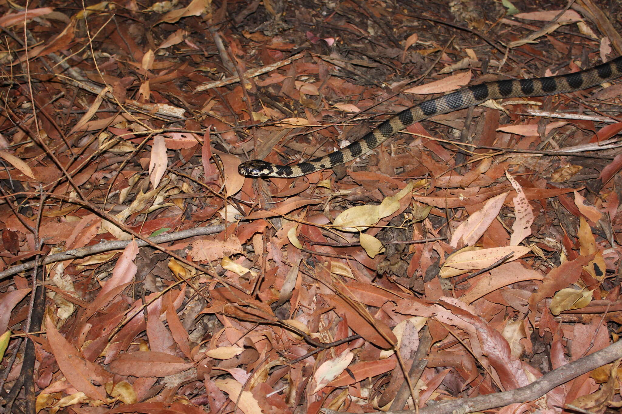 Image of Stephens's Banded Snake