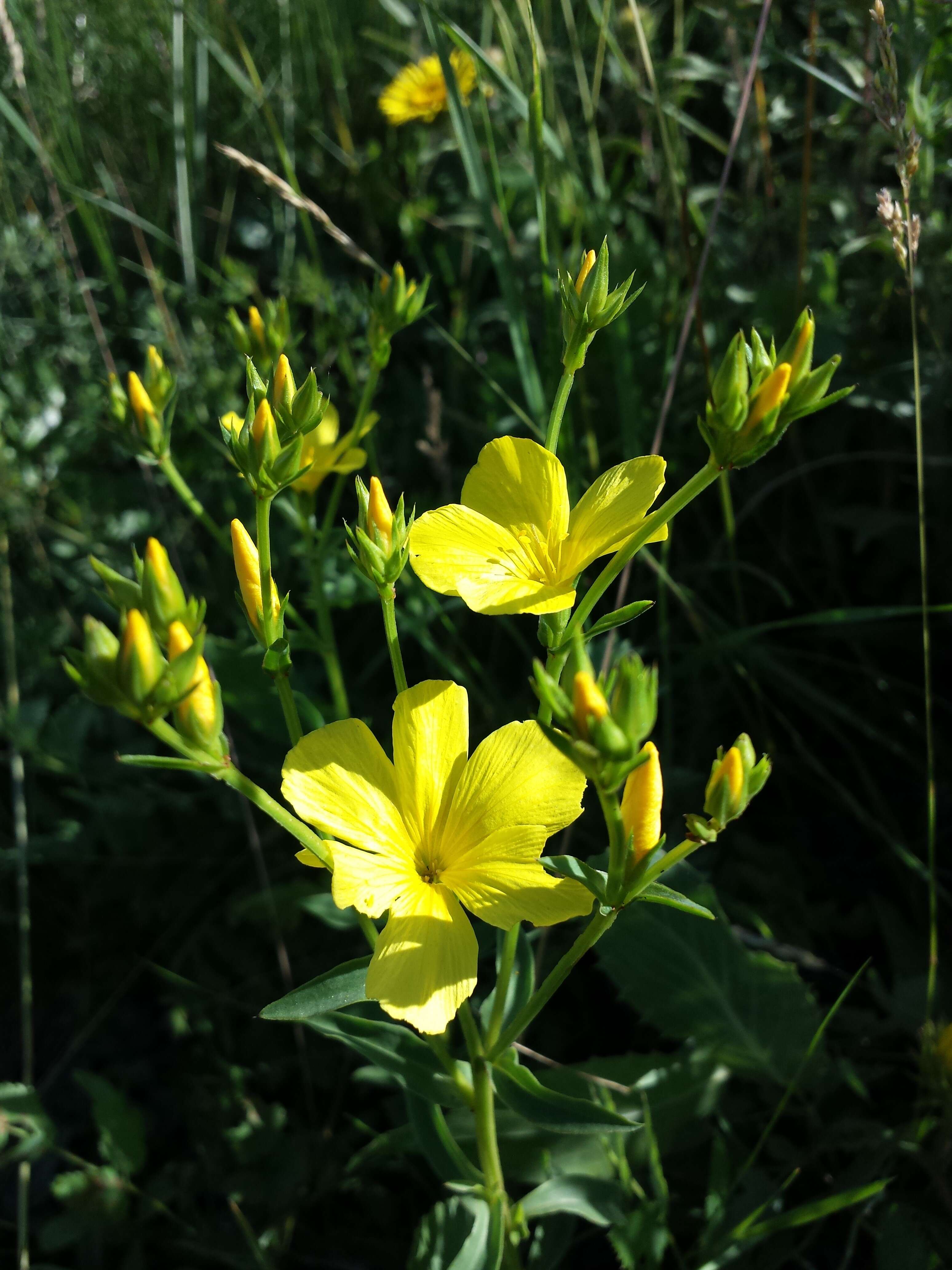 Image of golden flax