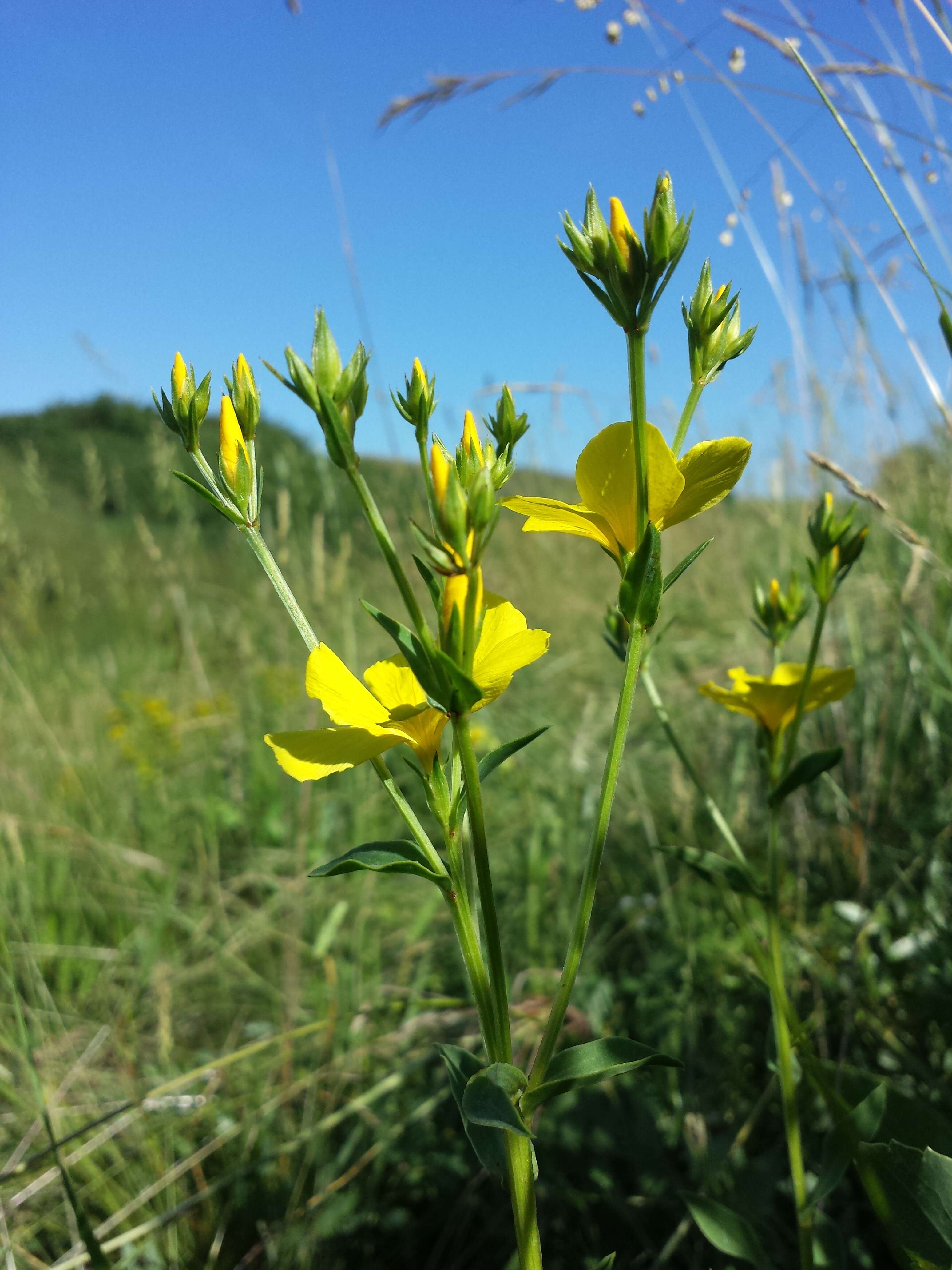 Image of golden flax