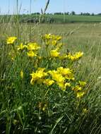 Image of golden flax