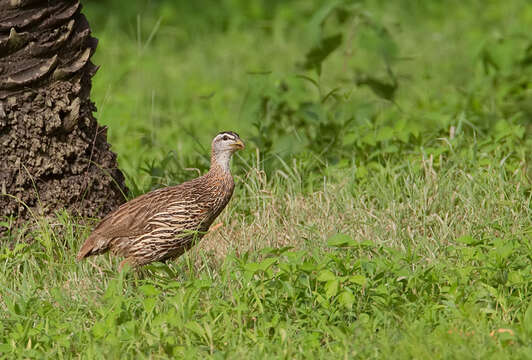 Image of Double-spurred Francolin