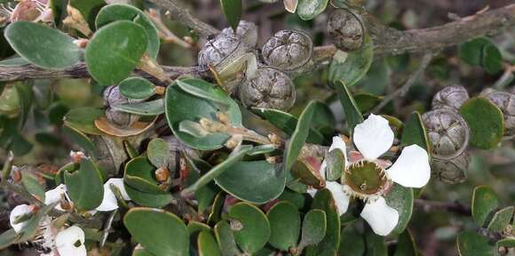 Sivun Leptospermum micromyrtus Miq. kuva