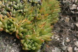 Image of Haworthia cymbiformis (Haw.) Duval