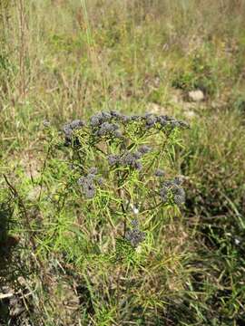 Imagem de Pycnanthemum tenuifolium Schrad.