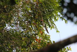 Image of Red-faced Malkoha
