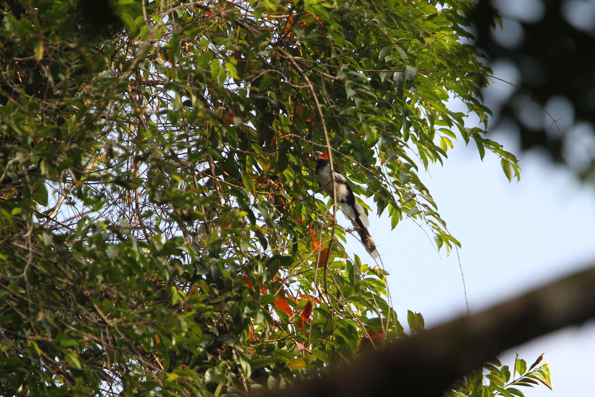 Image of Red-faced Malkoha