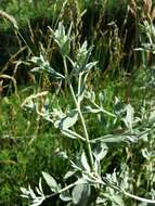 Image of horehound