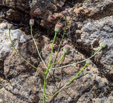 صورة Erigeron reductus var. angustatus (A. Gray) G. L. Nesom