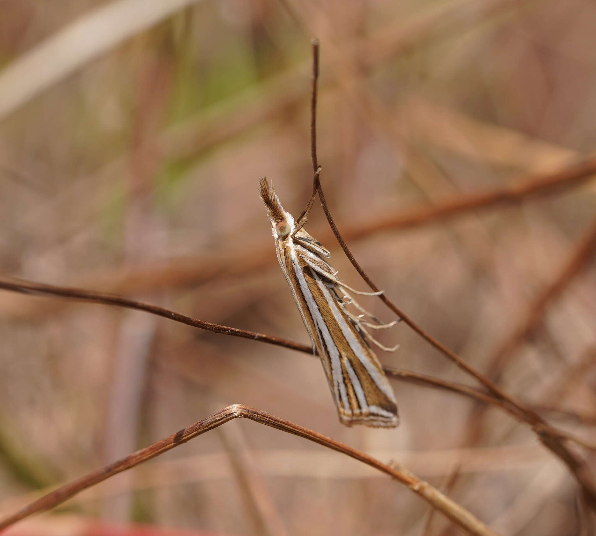 صورة Hednota relatalis Walker 1863