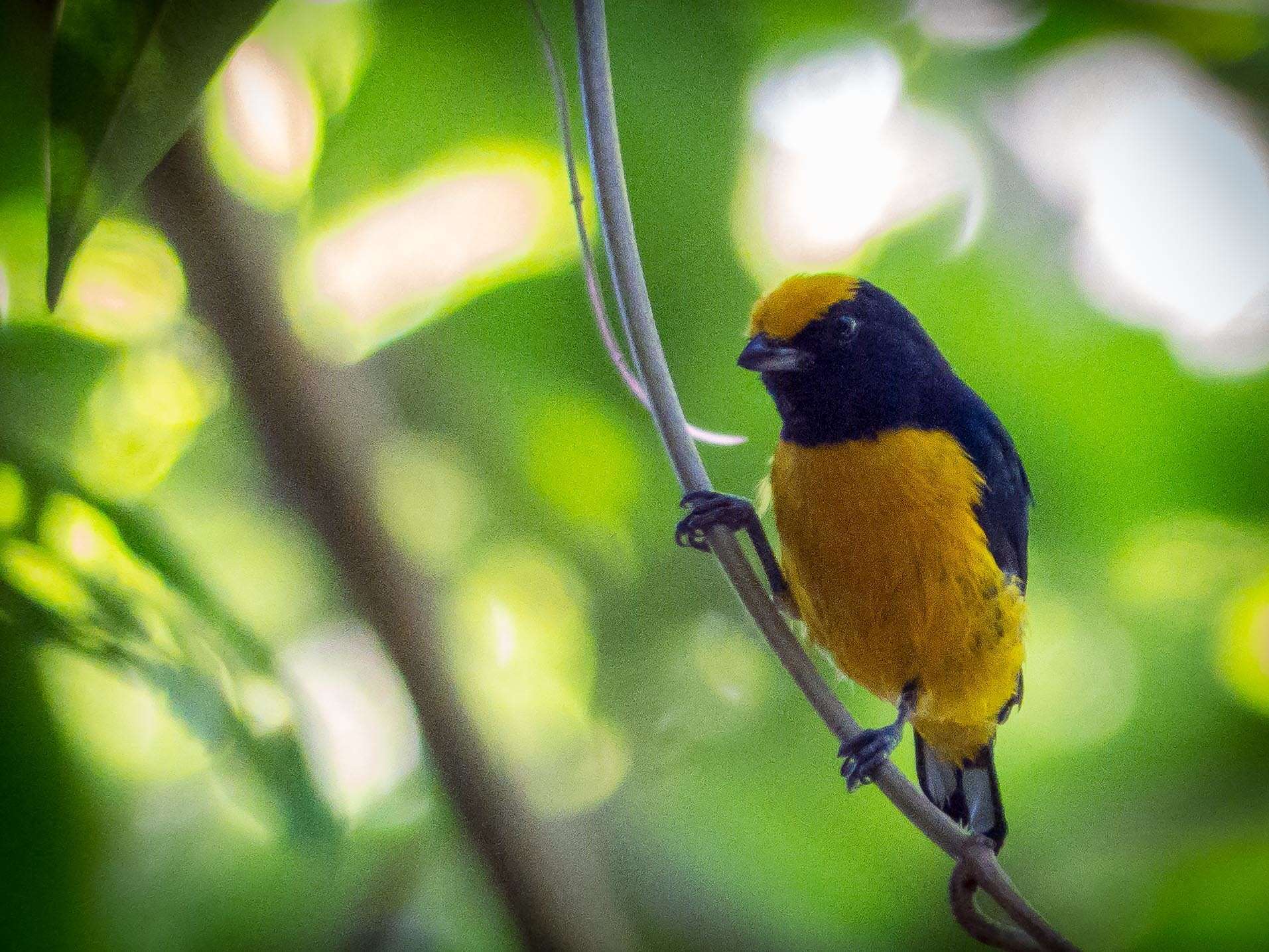 Image of Orange-bellied Euphonia