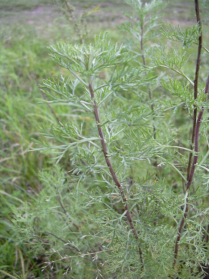 Imagem de Artemisia abrotanum L.