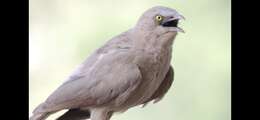 Image of Large Grey Babbler