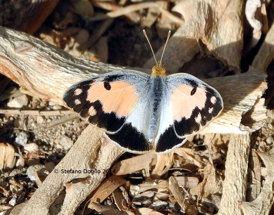 Image of Blue-spotted arab