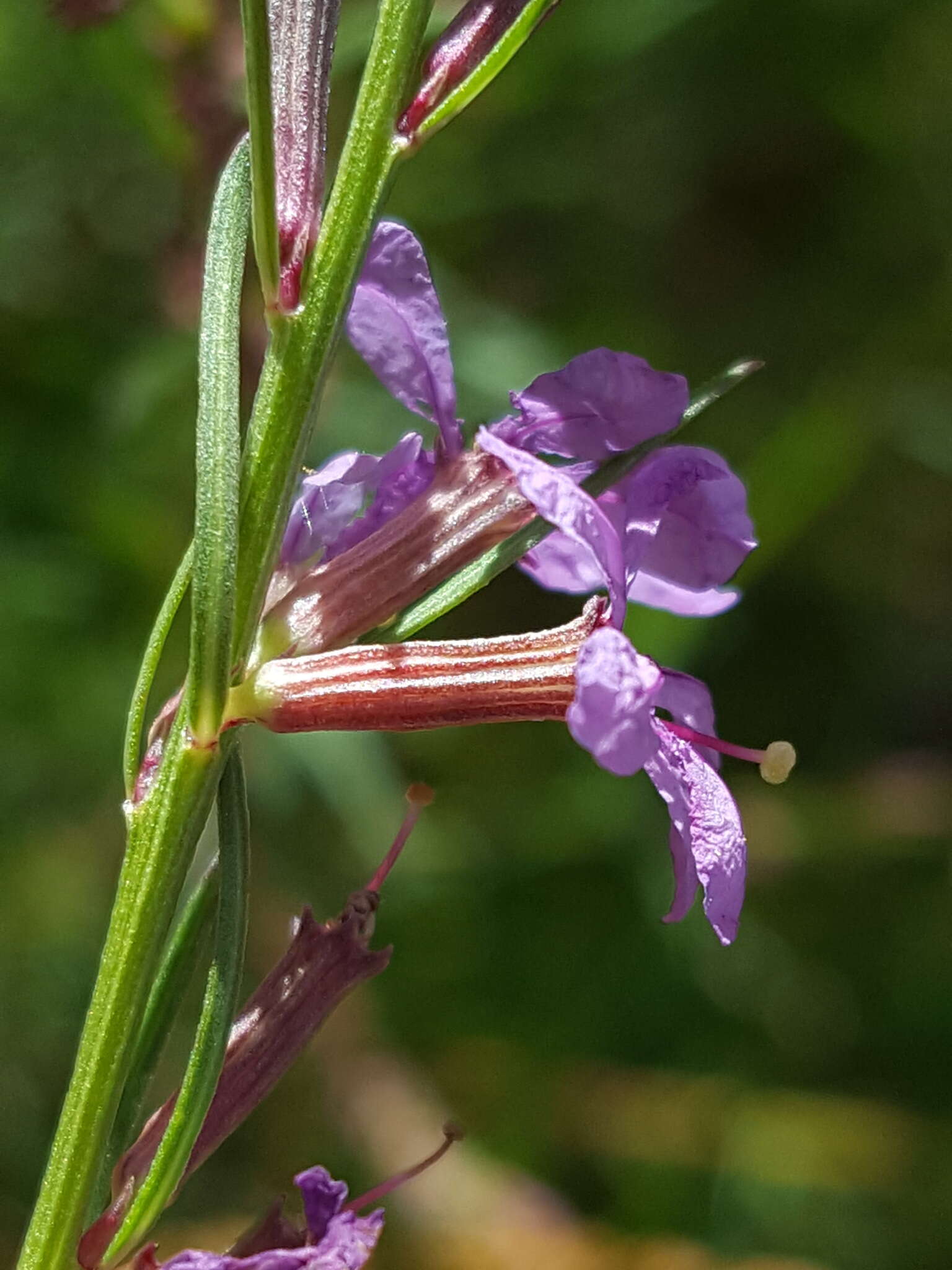 Plancia ëd Lythrum californicum Torr. & Gray