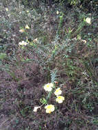 Oenothera heterophylla Spach的圖片