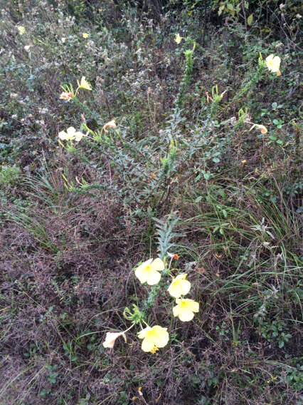 Oenothera heterophylla Spach的圖片