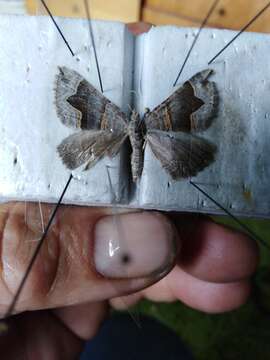 Image of Scotopteryx moeniata Scopoli 1763