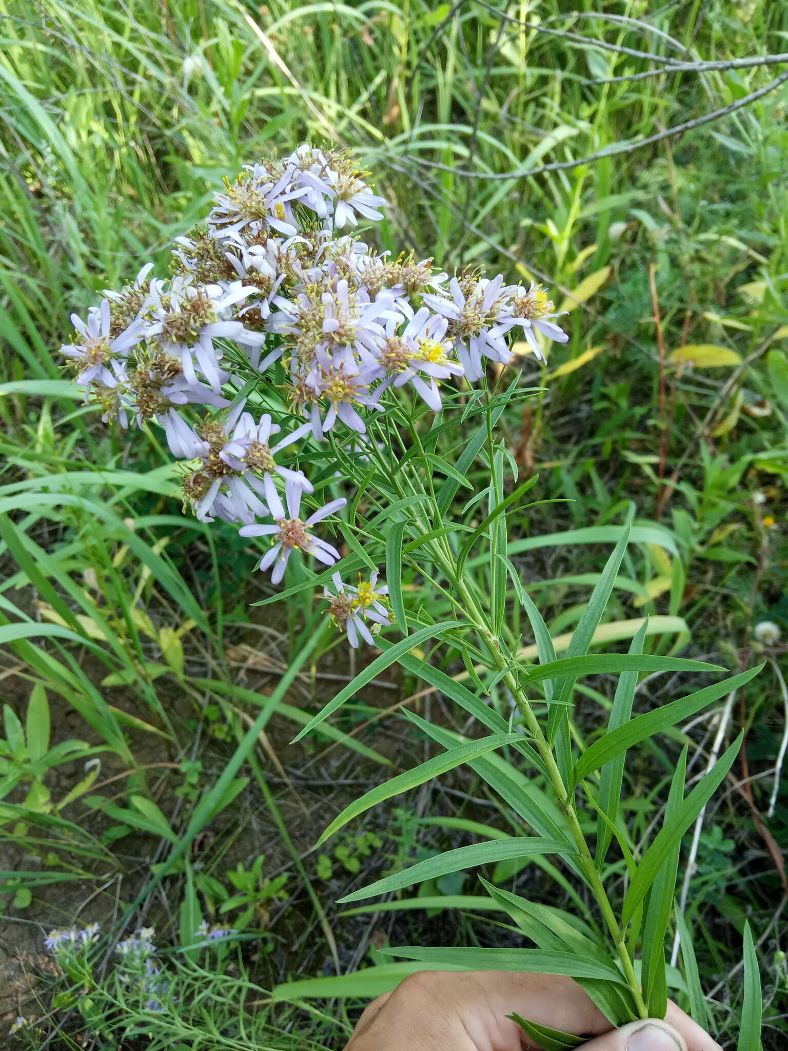 Plancia ëd Galatella sedifolia (L.) Greuter