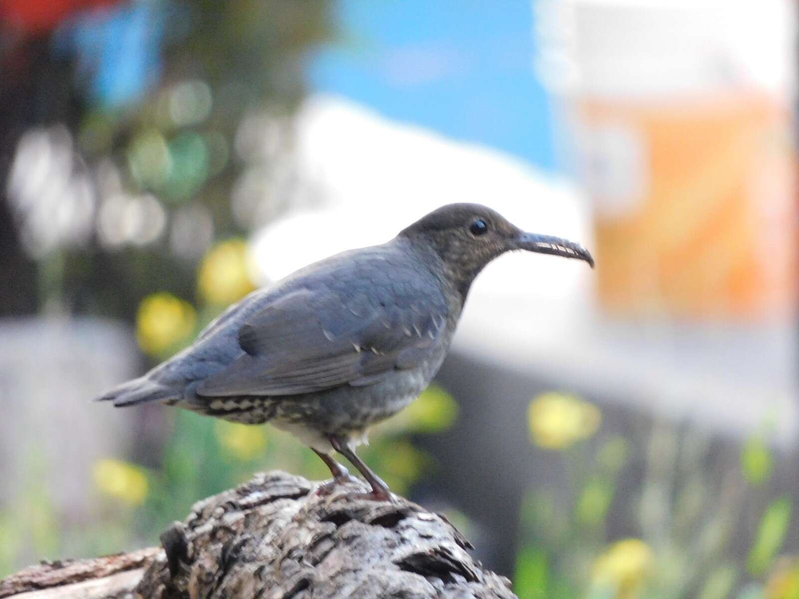 Image of Long-billed Thrush