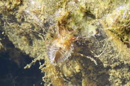 Image of Ilyocoris Stål 1861