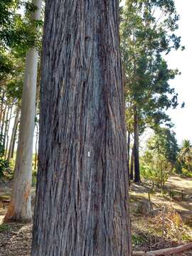 Image of yellow stringybark