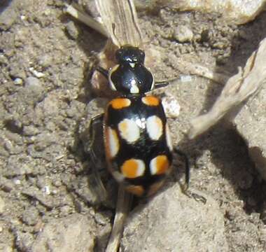 Image of Eriopis chilensis Hofmann 1970