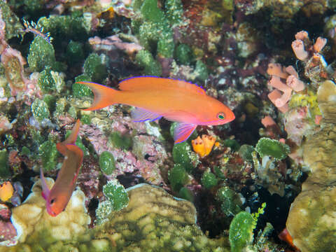 Image of Red-bar anthias