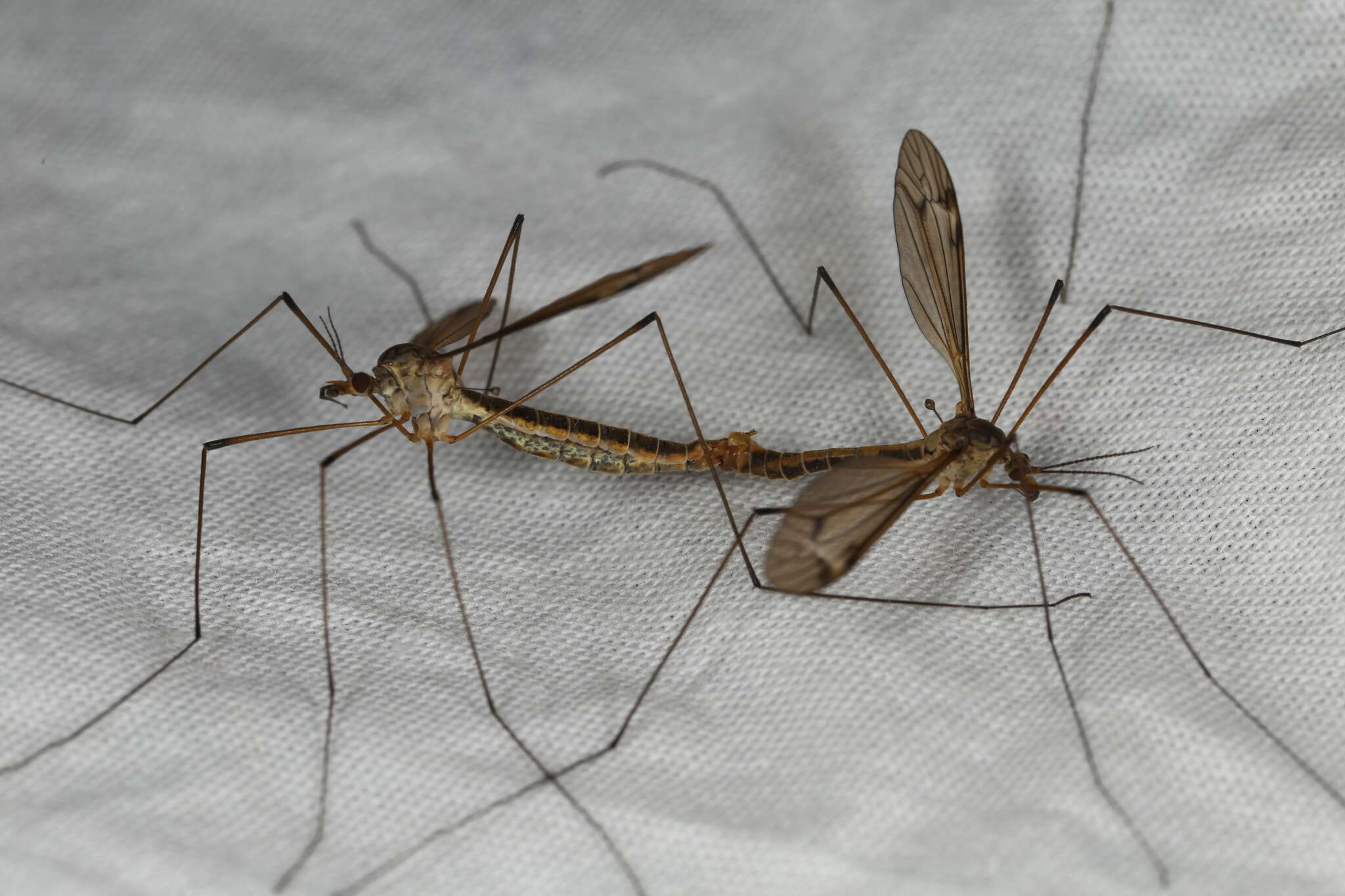 Image of Tipula (Yamatotipula) lateralis Meigen 1804